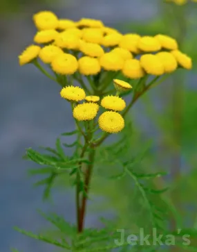 Tanacetum vulgare